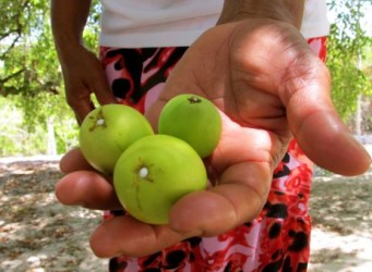 foto de la fruta que recolectan las mujeres
