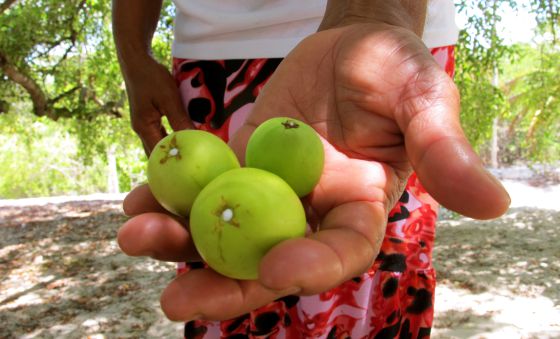 foto de la fruta que recolectan las mujeres